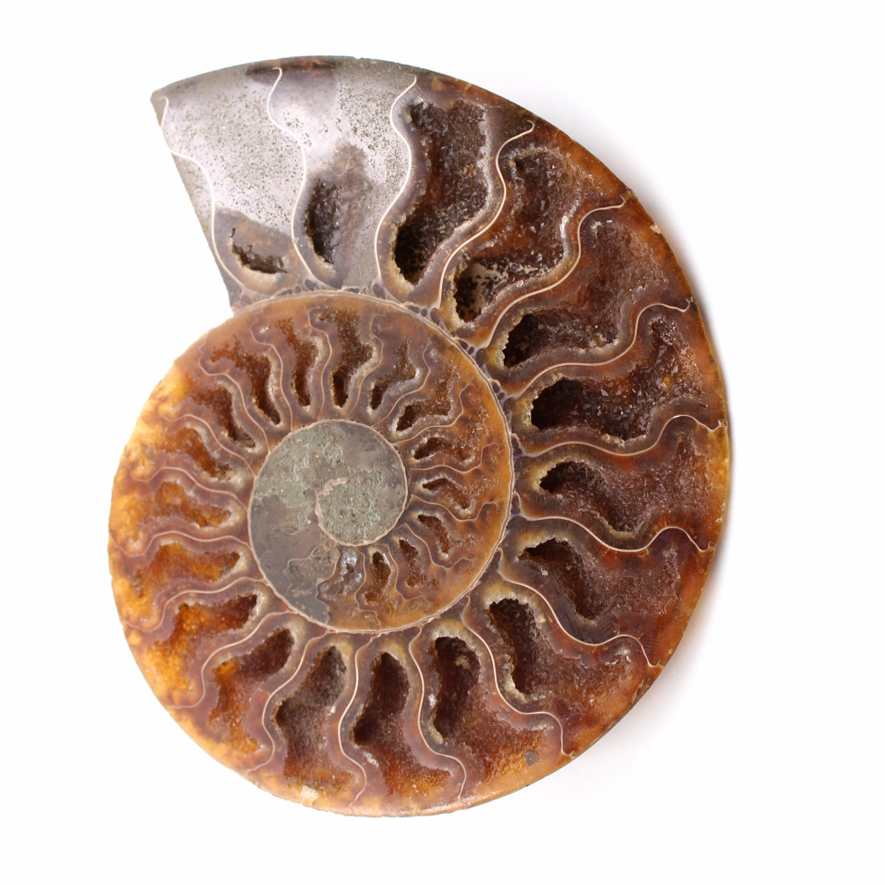 Poliertes und gesägtes Ammonitenfossil